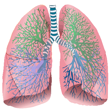 Heal Chronic & Acute Bronchitis Naturally