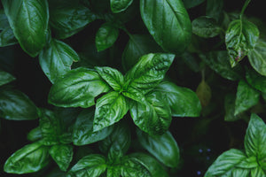 files/basil-leaves-glisten-faintly-from-raindrops.jpg